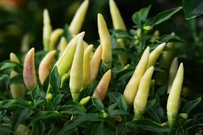 Close-up of fresh green plants