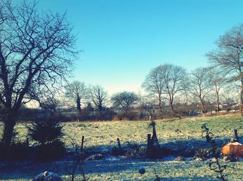 Bare trees on landscape against clear blue sky