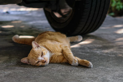 Cat resting on a car