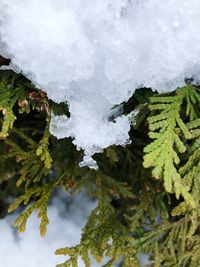 Close-up of frozen tree during winter