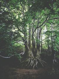 Trees in forest