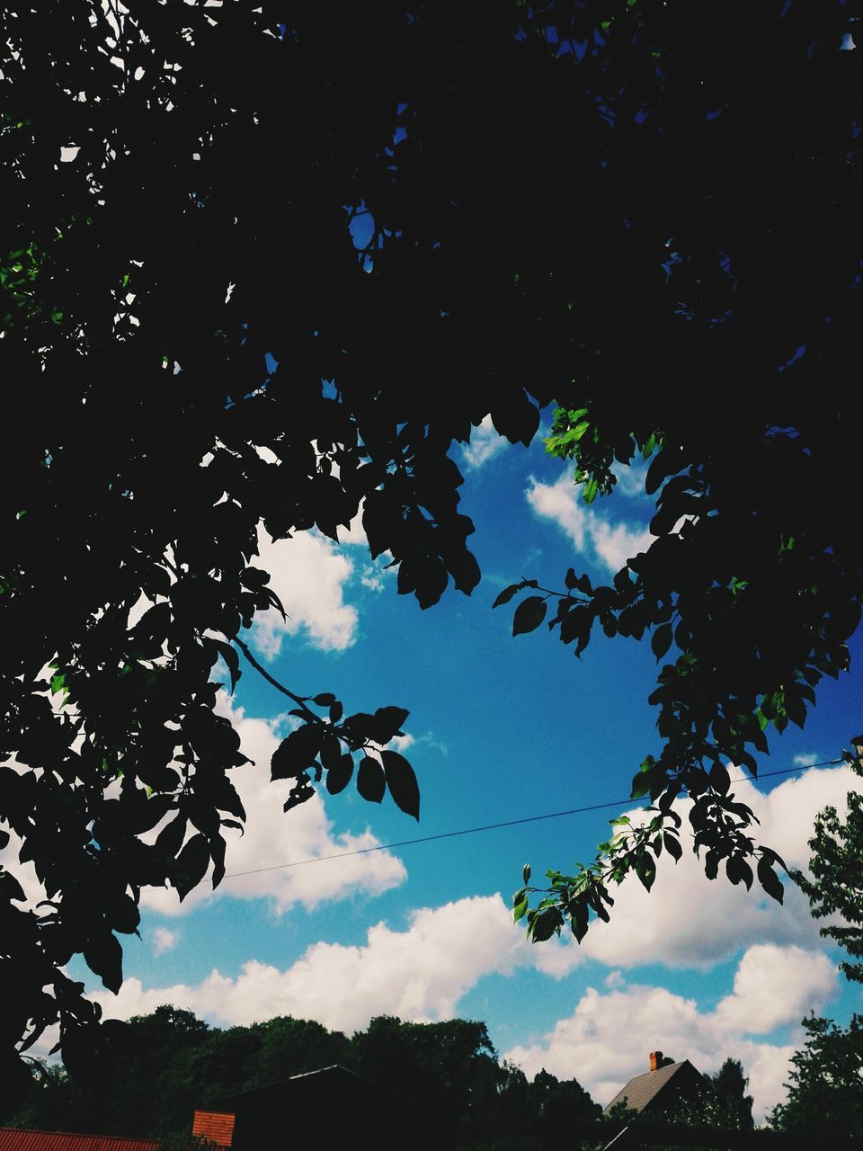 tree, low angle view, sky, nature, growth, leaf, cloud - sky, beauty in nature, day, branch, no people, blue, scenics, outdoors, close-up, freshness