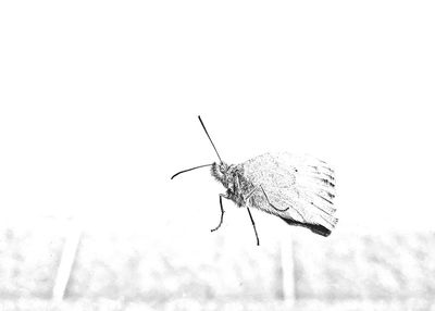Close-up of butterfly
