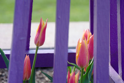 Close-up of pink tulips