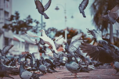 Close-up of birds flying