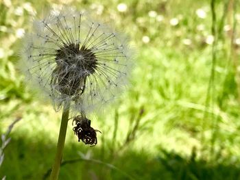 Close-up of insect on flower