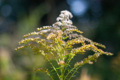 Close-up of flowering plant