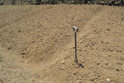 Lizard on sand