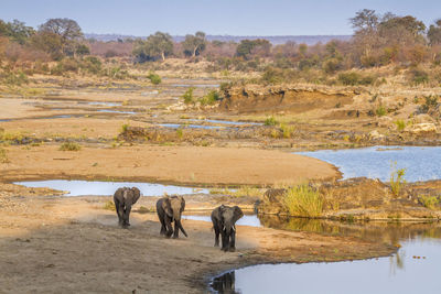 High angle view of elephants on land against clear sky