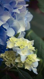 Close-up of white flowers blooming outdoors