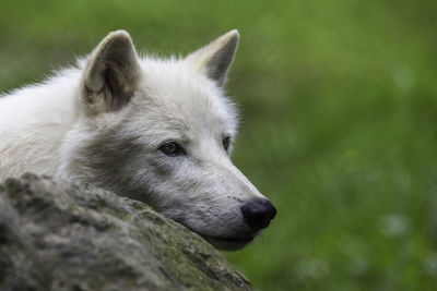 Close-up of a dog looking away