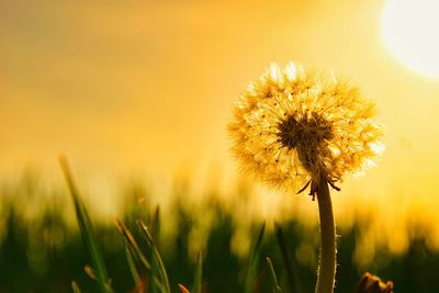 Close-up of dandelion on field