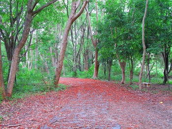 Trees and plants in forest