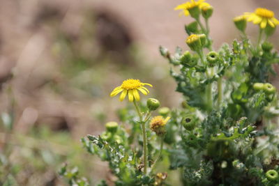 Yellow spring flowers.