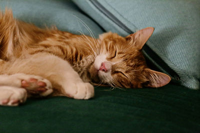 Close-up of cat sleeping