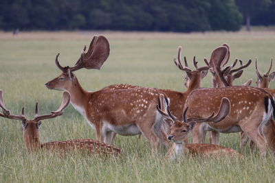 Deer in a field