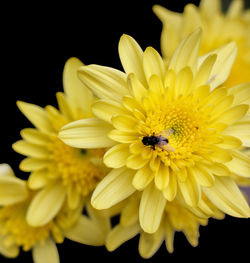 Close-up of insect on yellow flower