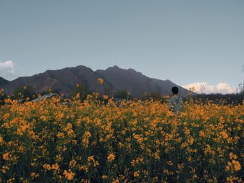 Scenic view of flowering plants on field against sky