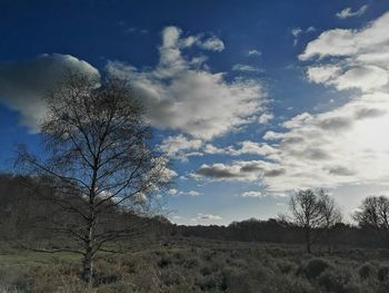 Bare tree on field against sky