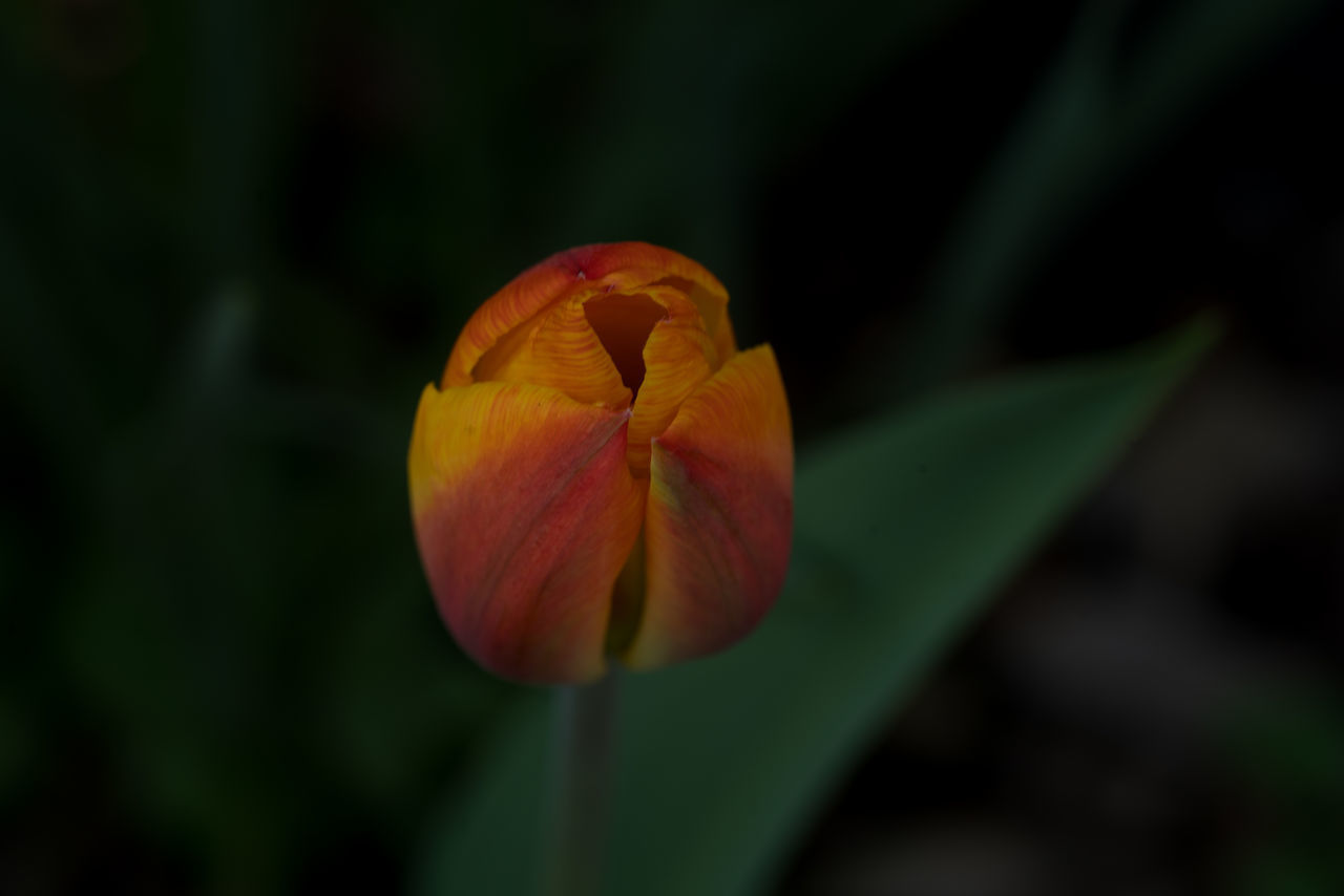 CLOSE-UP OF RED FLOWER