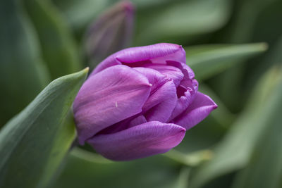 Close-up of pink rose flower