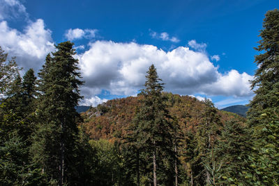 Low angle view of trees in forest against sky