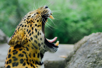 Close-up of leopard roaring at zoo