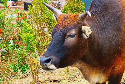 Close-up of a horse on field