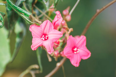 Close-up of pink flowering plant