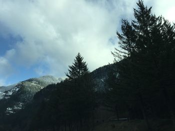 Low angle view of trees against cloudy sky