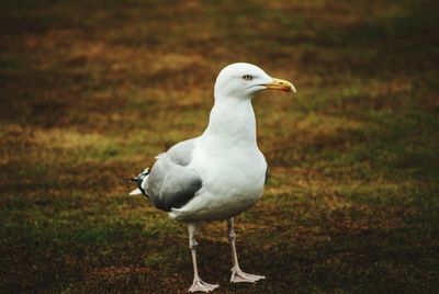 Close-up of seagull perching on grass