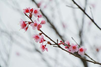 Close-up of pink cherry blossoms in spring