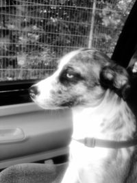 Close-up of dog