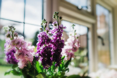Close-up of pink flowers