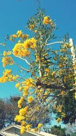 Low angle view of flower tree against clear sky