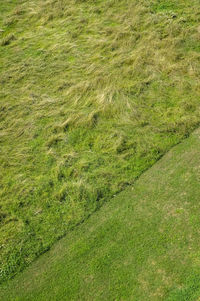 High angle view of grass on field