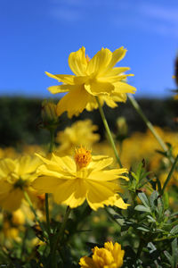 Close-up of yellow flowering plant on field