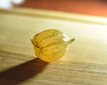 Close-up of dry calyx of physalis peruviana plant on a table