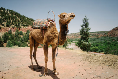 Camel in a field