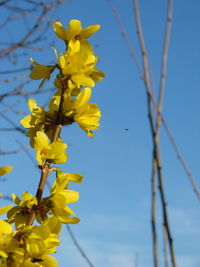 Close-up of yellow flowers