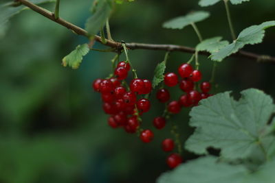 Close-up of berries growing on tree