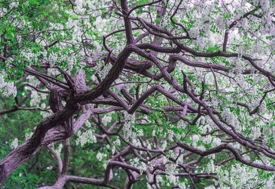 Low angle view of tree in forest