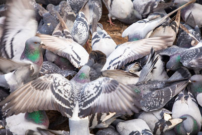 High angle view of pigeons