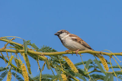 Low angle view of bird perching on branch against clear blue sky