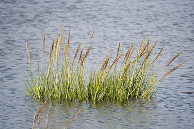 Close-up of plants in lake