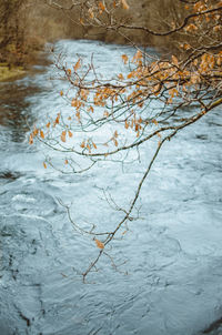 High angle view of snow on plants