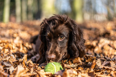 Close-up of dog