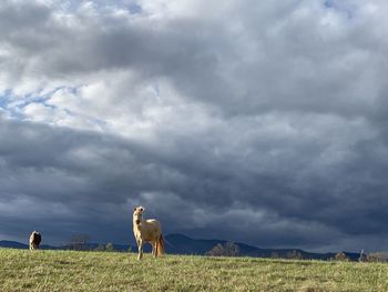 Horse grazing in field against cloudy sky