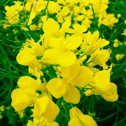 Close-up of yellow flower