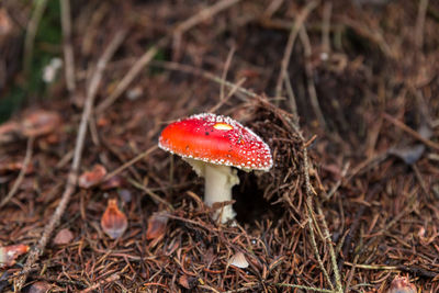 High angle view of fly agaric mushroom on field